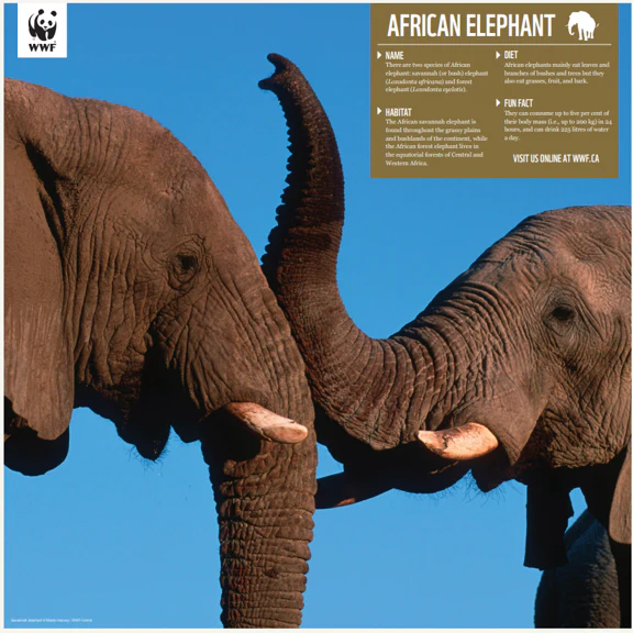 African elephant - Image 4